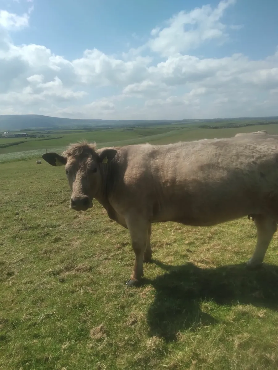 Incalf ch heifer - Image 2