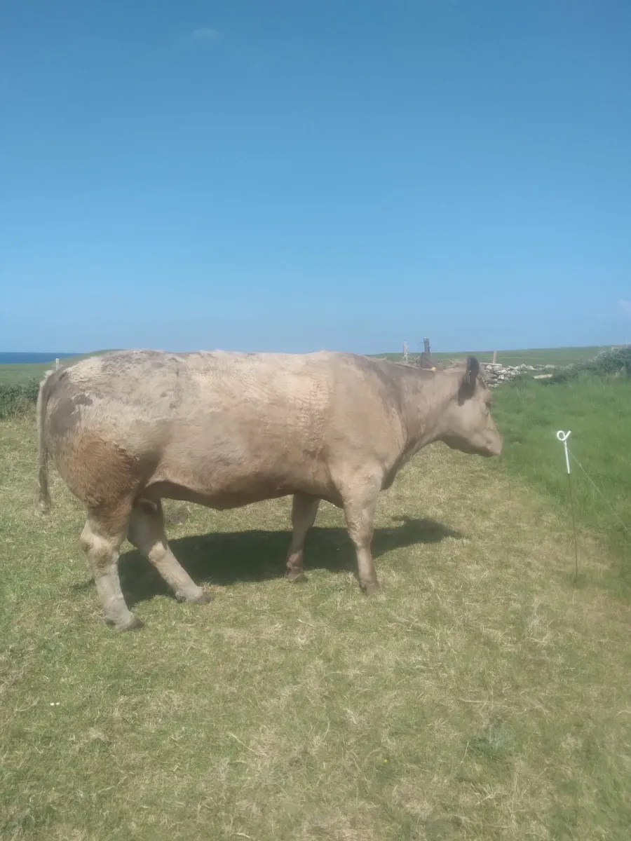 Incalf ch heifer - Image 3