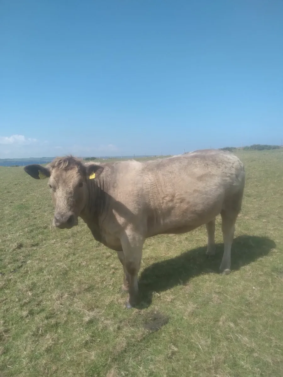 Incalf ch heifer - Image 4