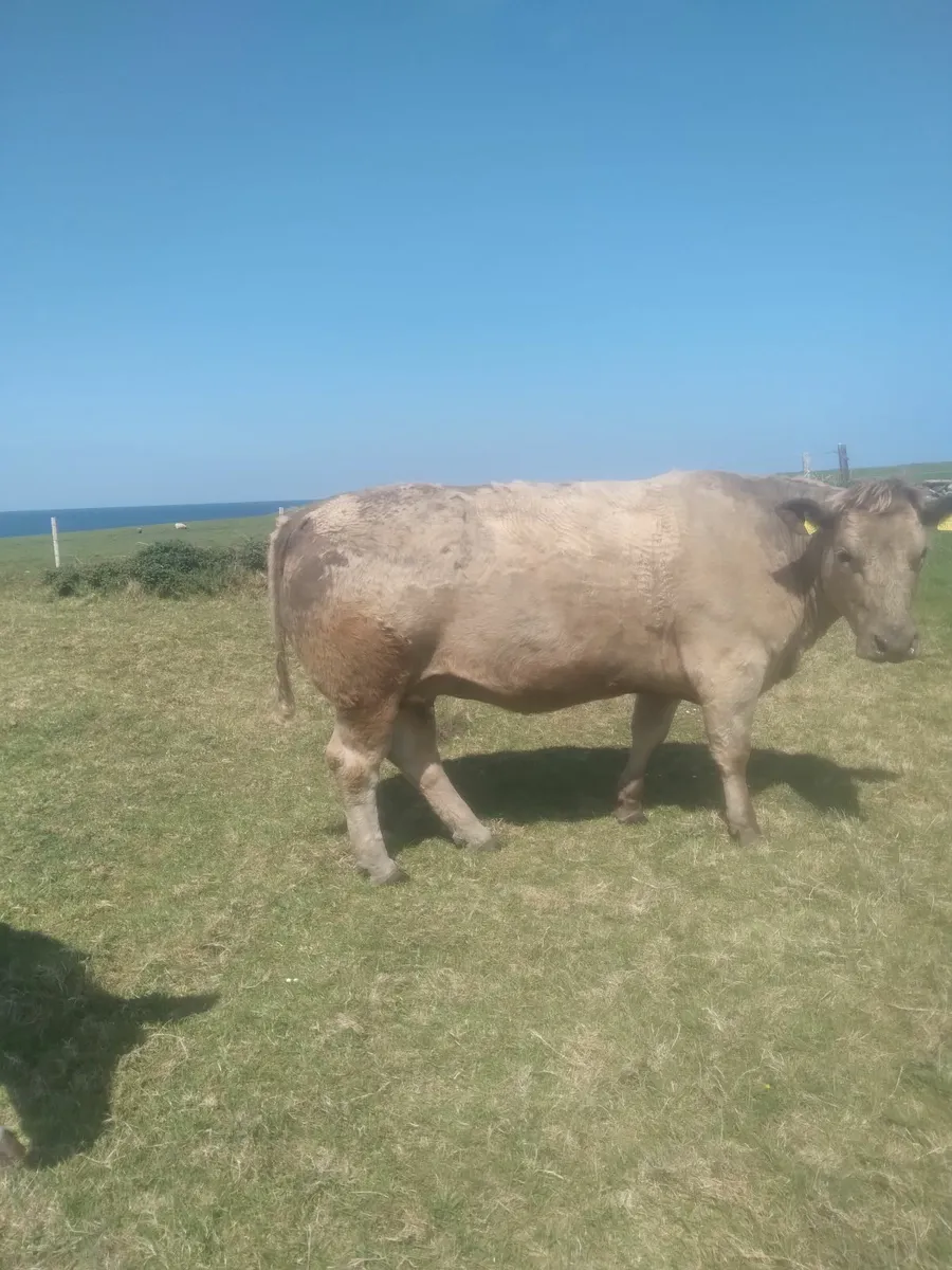 Incalf ch heifer - Image 1