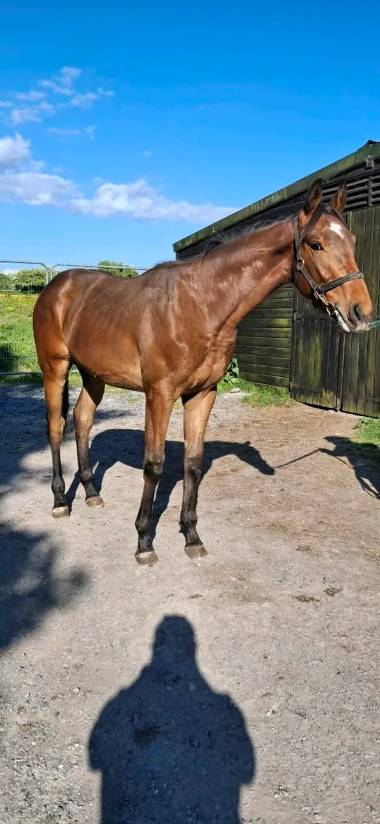 Thoroughbred yearling Colt - Image 2