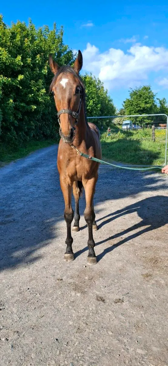 Thoroughbred yearling Colt - Image 3
