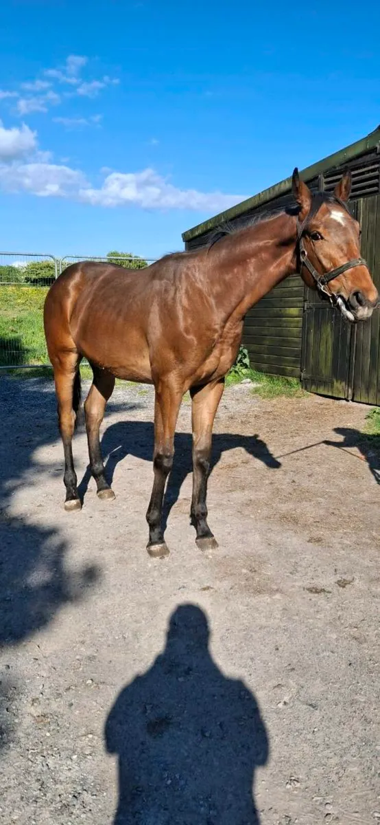 Thoroughbred yearling Colt - Image 1