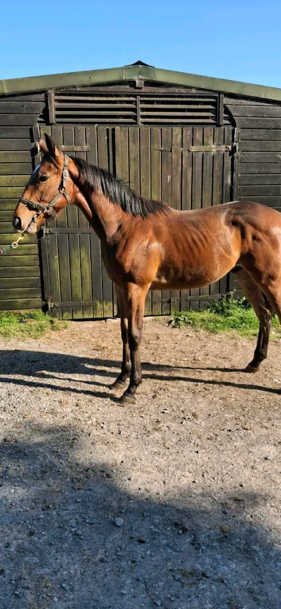 Thoroughbred yearling Colt - Image 4
