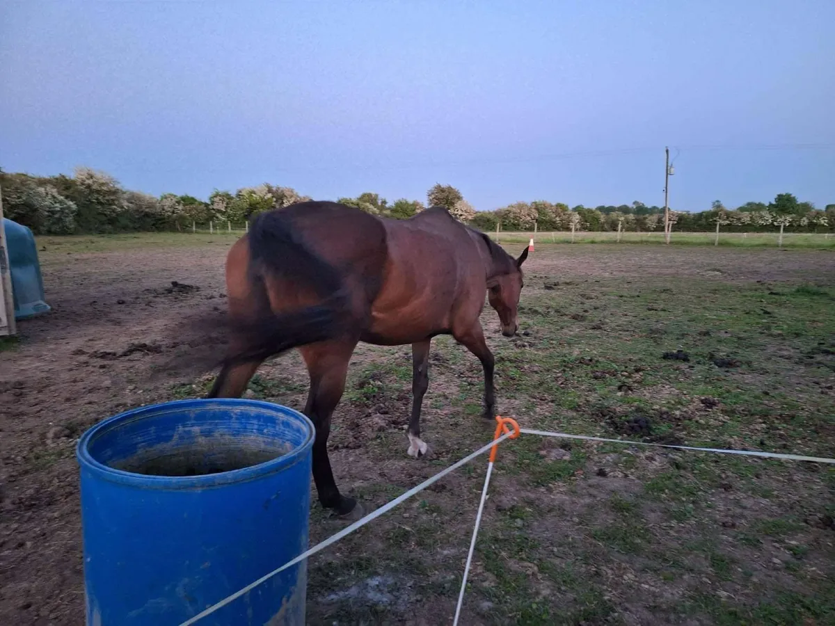 7 year old mare for sale - Image 1