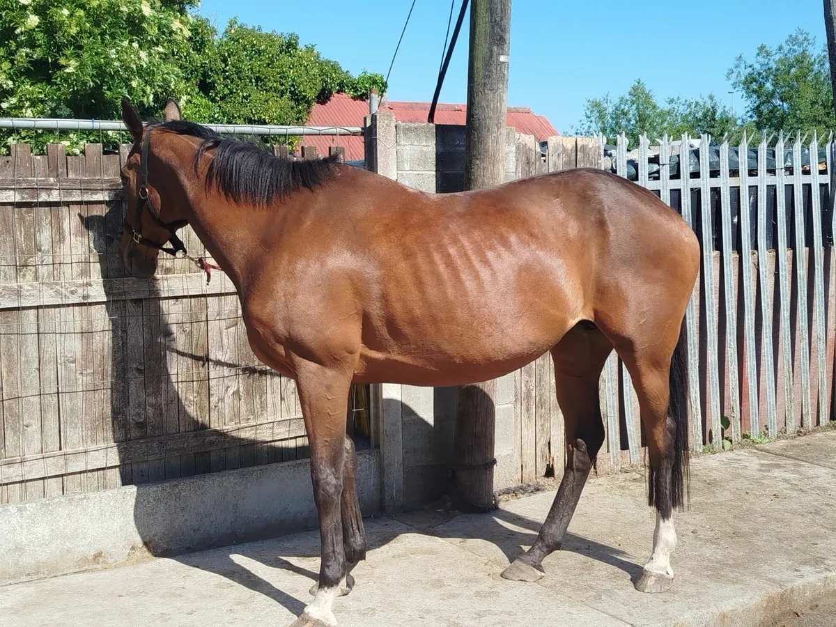 7 year old mare for sale - Image 2