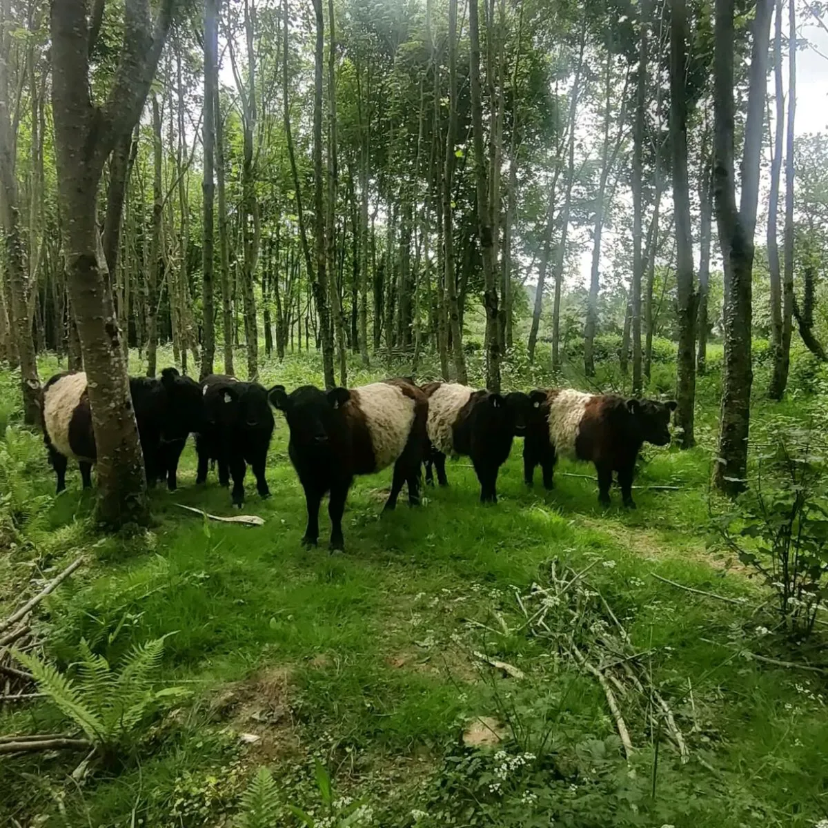Organic Belted Galloway bullocks - Image 1