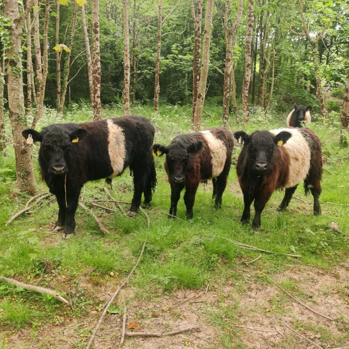Organic Belted Galloway bullocks - Image 2