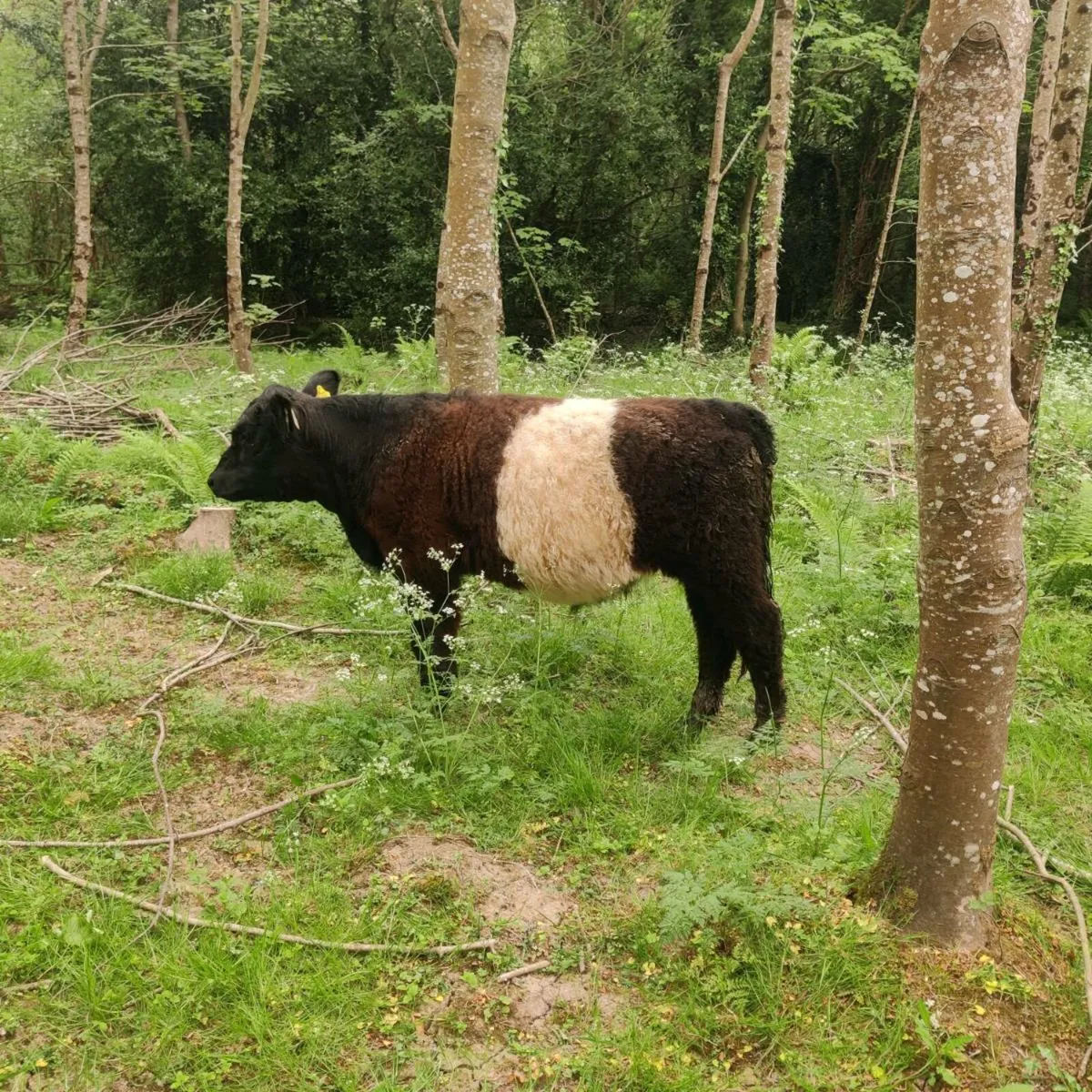 Organic Belted Galloway bullocks - Image 3