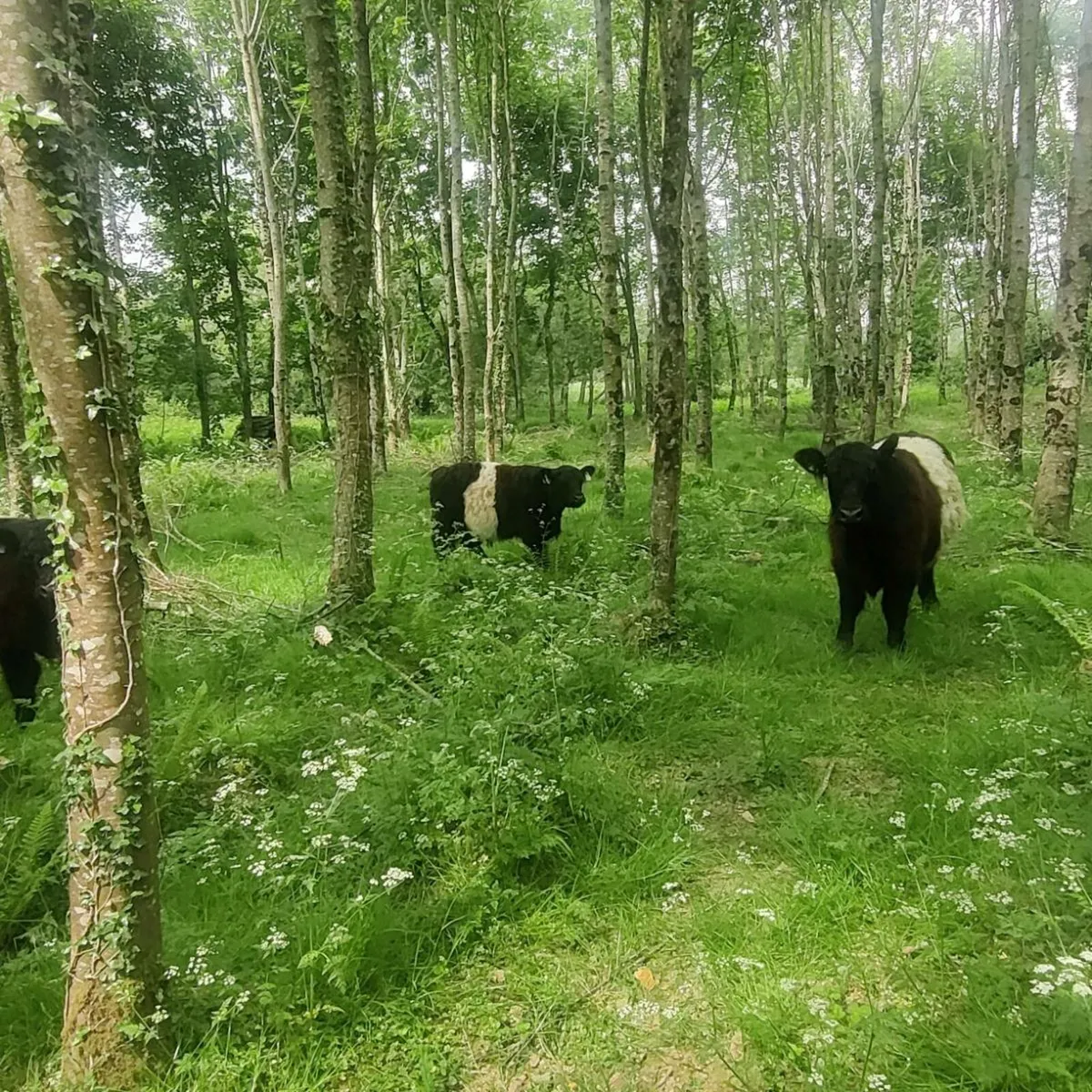Organic Belted Galloway bullocks - Image 4