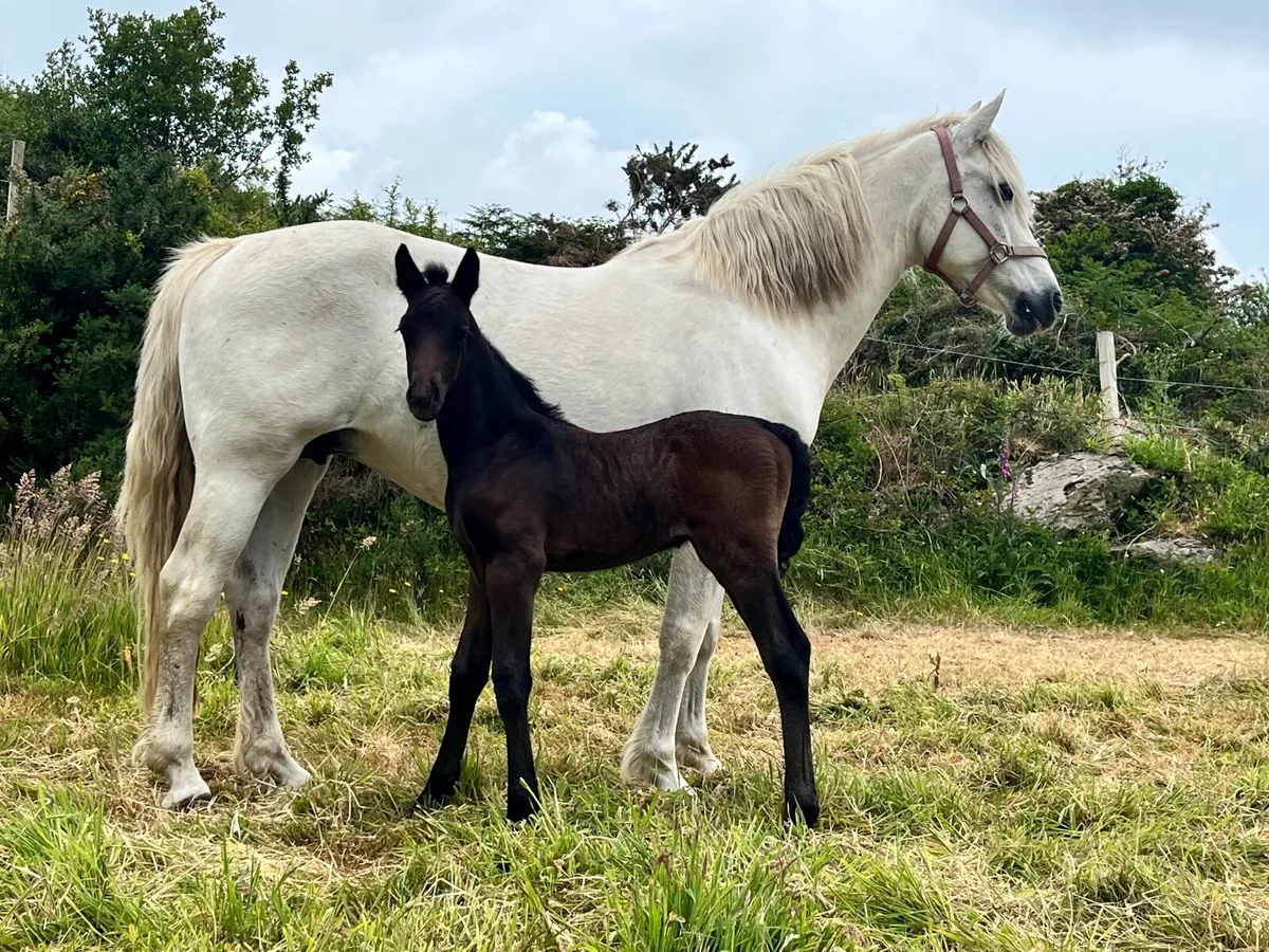Connemara Mare - Image 1