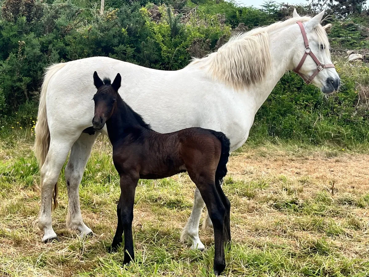 Connemara Mare - Image 2