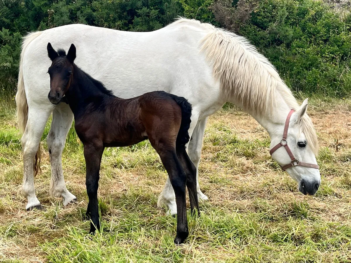 Connemara Mare - Image 3