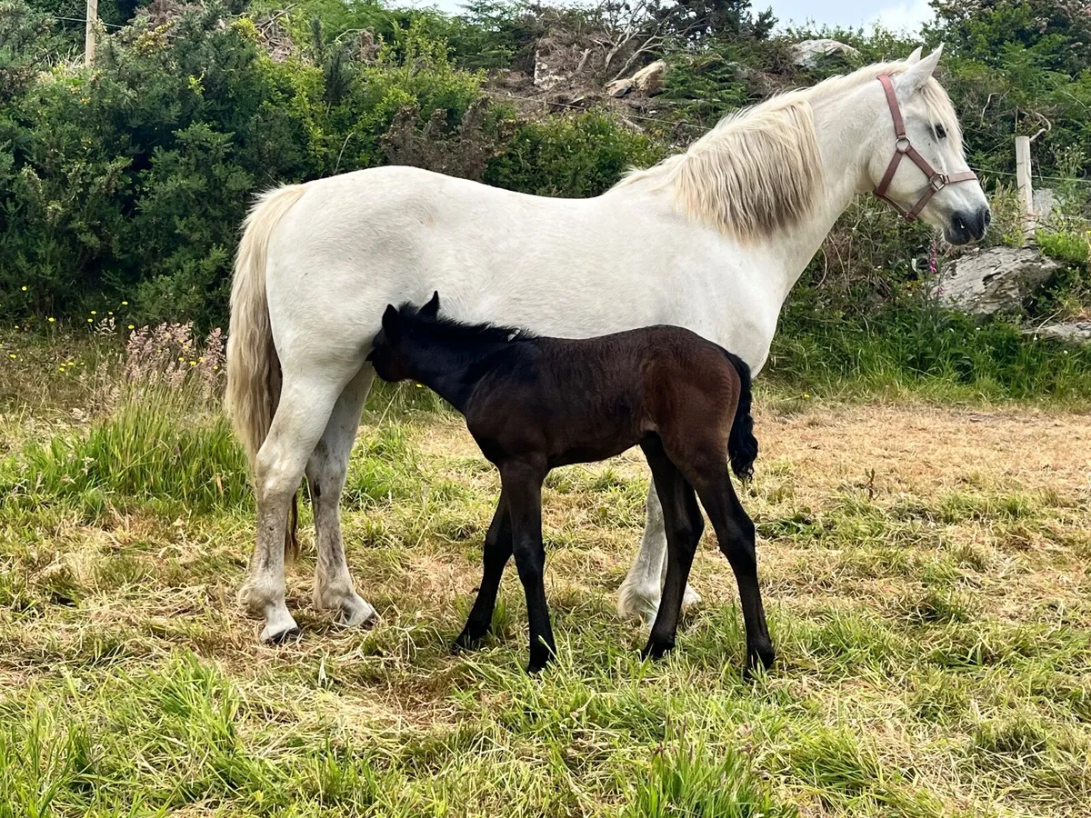Connemara Mare - Image 4