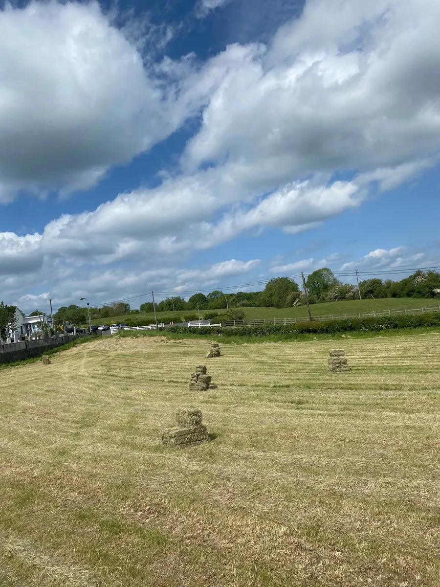 May hay - Image 1