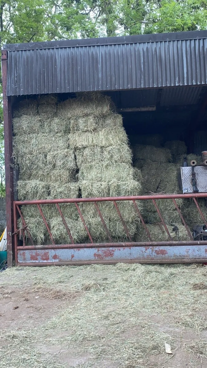 May hay - Image 3