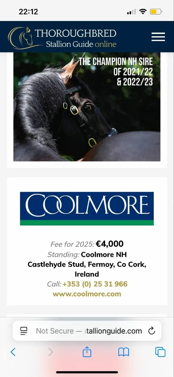 7 year old mare for sale - Image 3