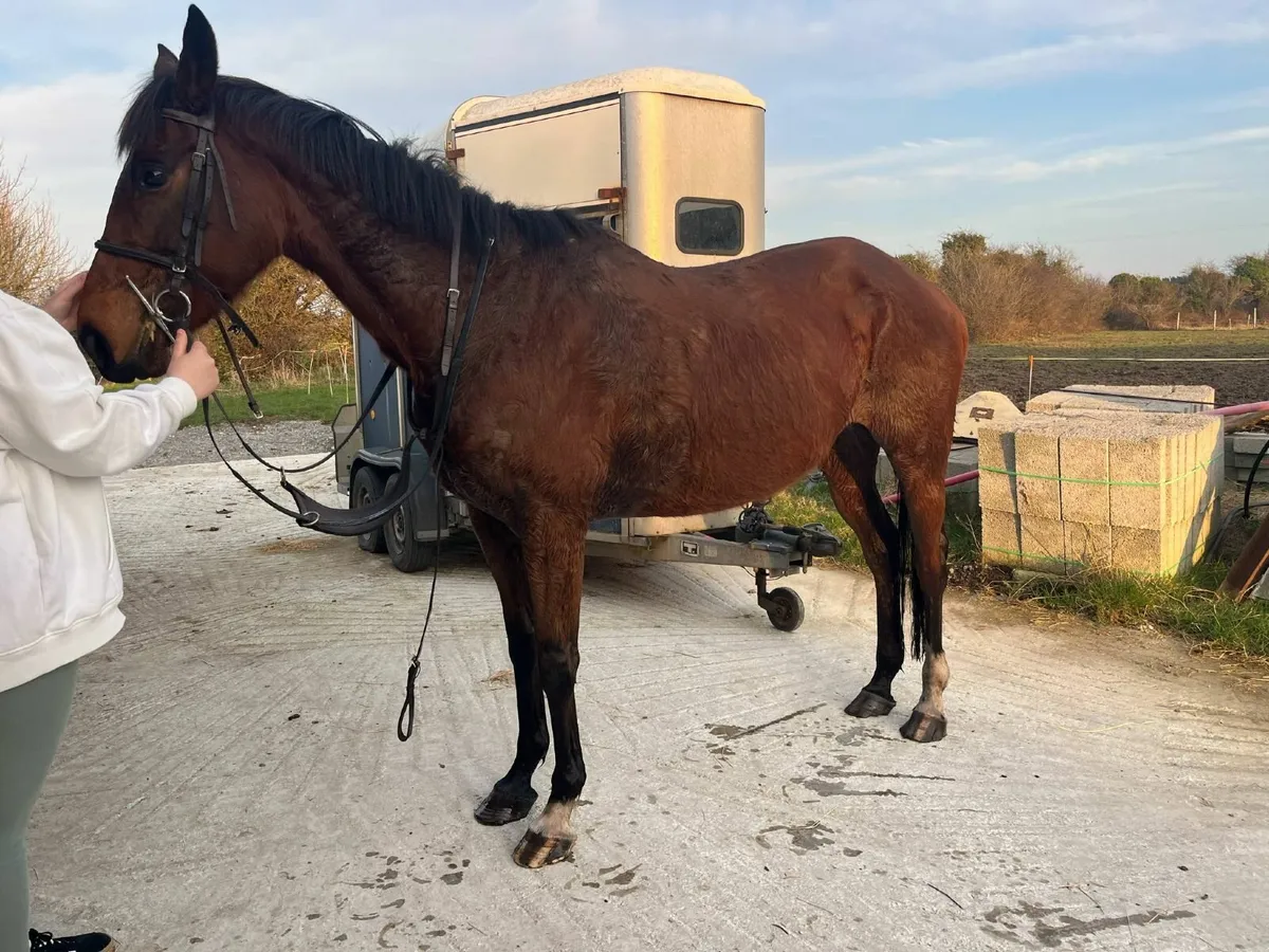 7 year old mare for sale - Image 4