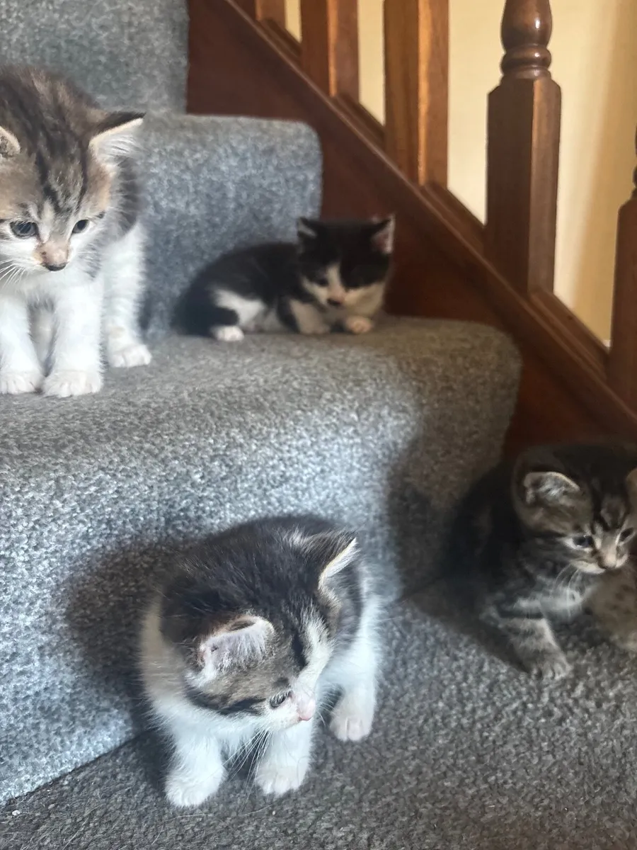 Kitten - Image 1