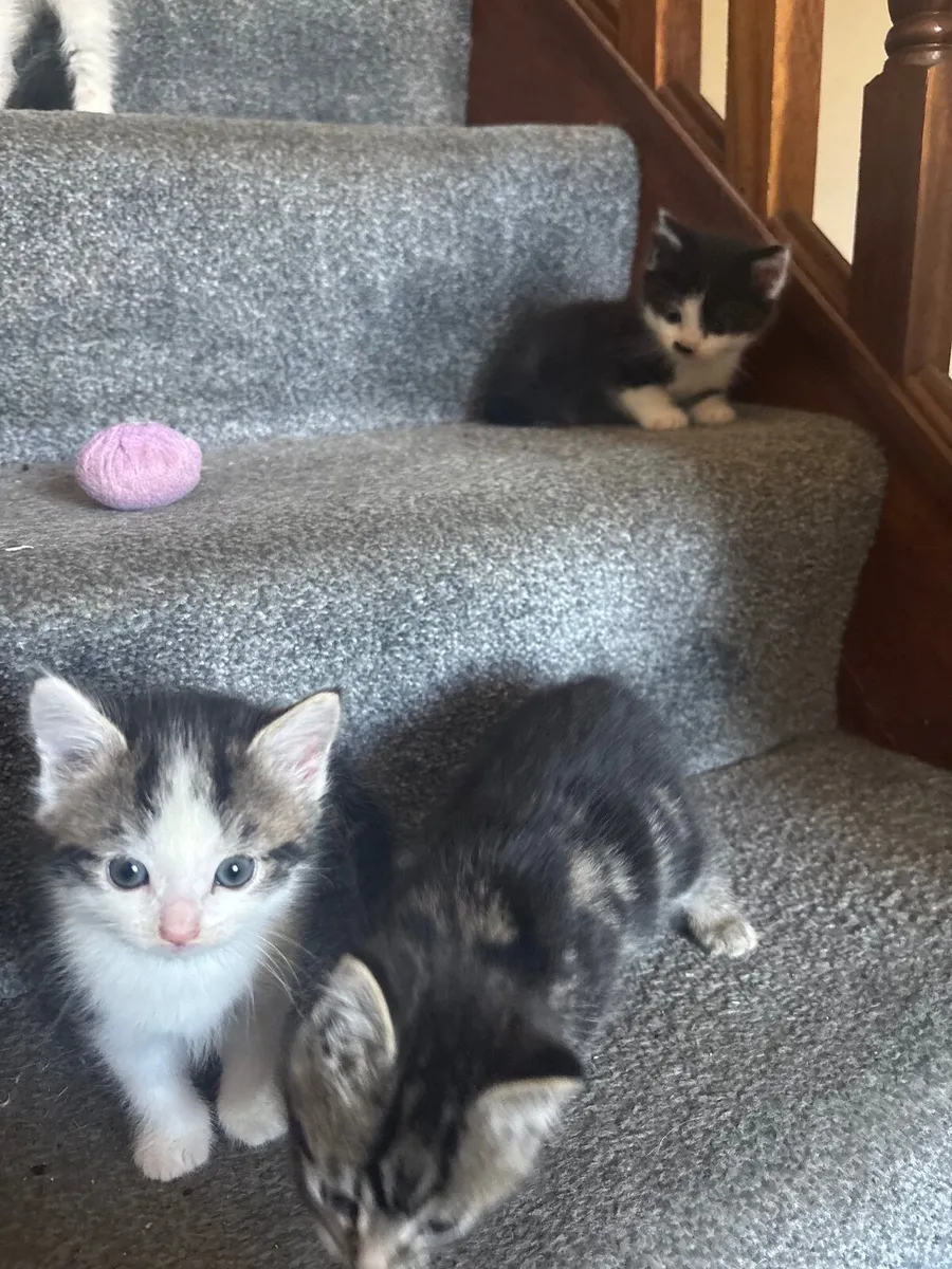 Kitten - Image 2