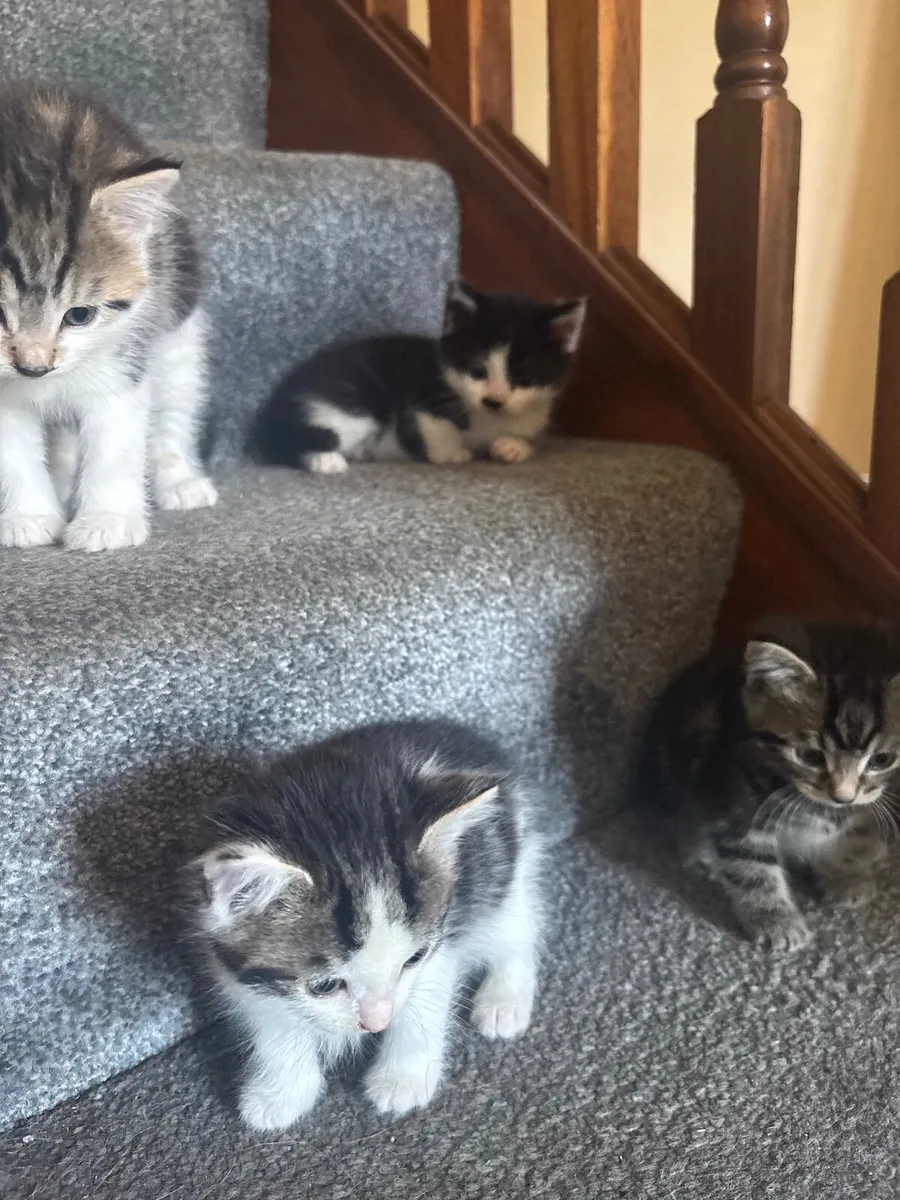 Kitten - Image 3