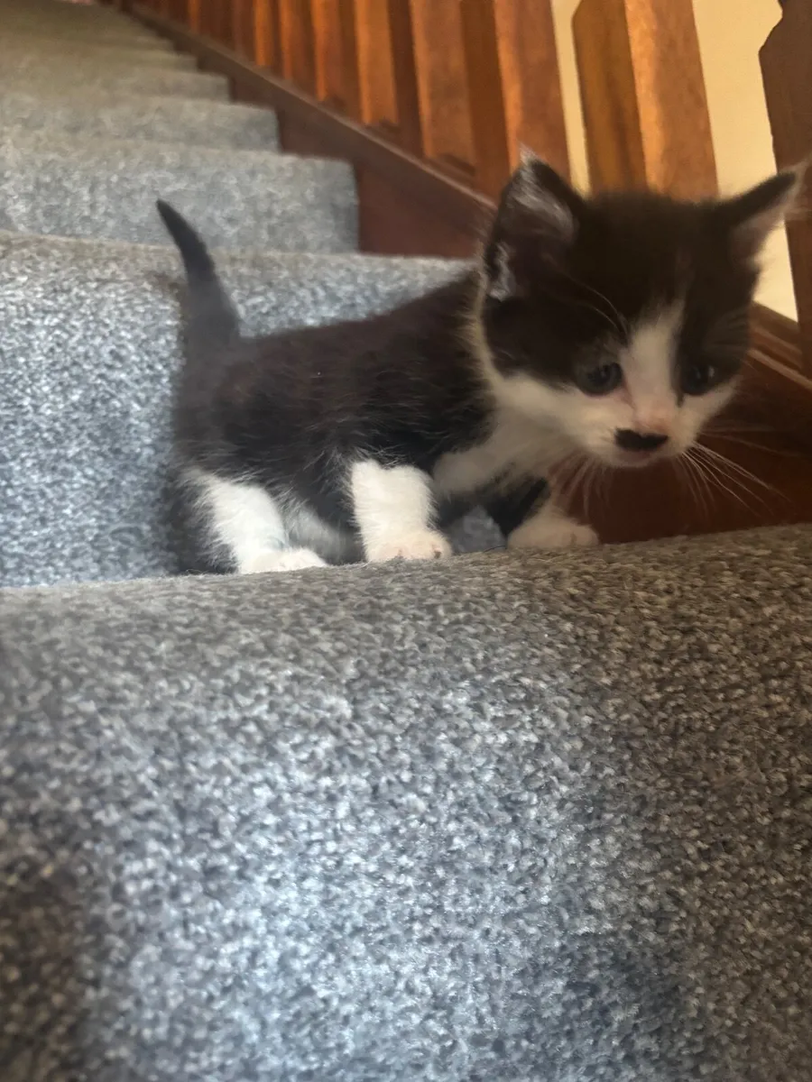 Kitten - Image 4