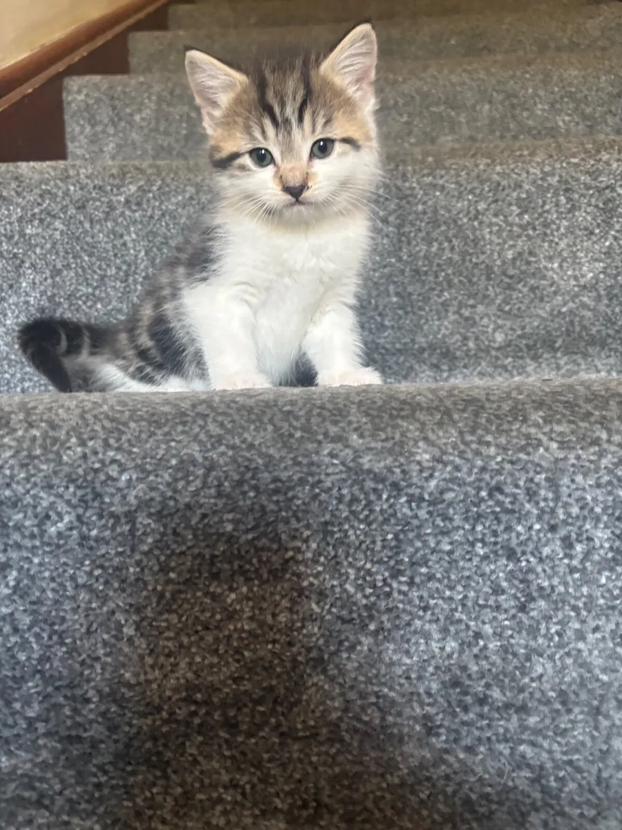 Kitten - Image 1