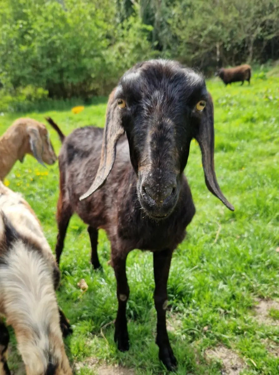 Nubian PB females for sale - Image 3