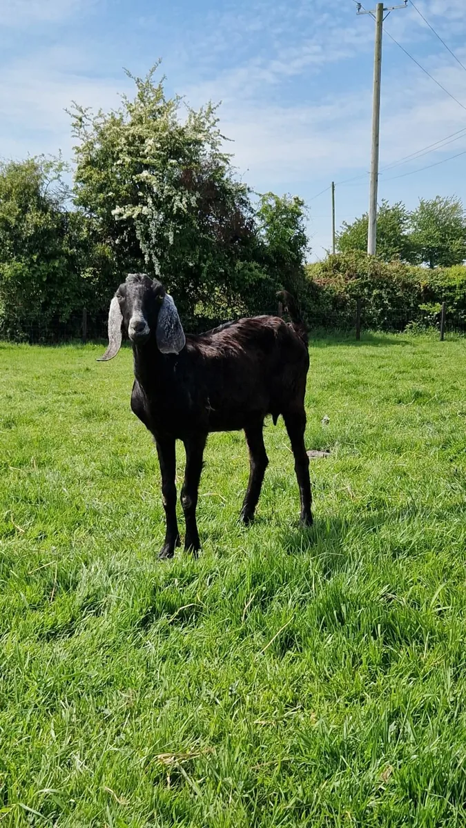 Nubian PB females for sale - Image 2