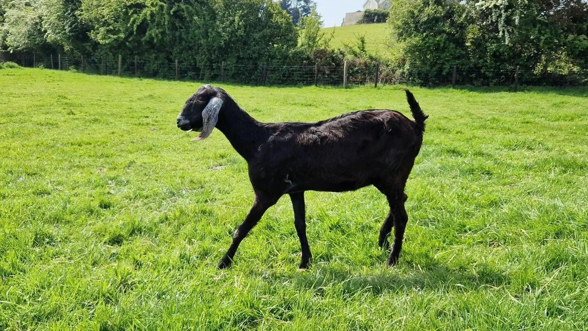 Nubian PB females for sale - Image 4