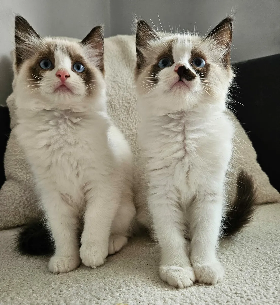 Ragdoll kitten - Image 1