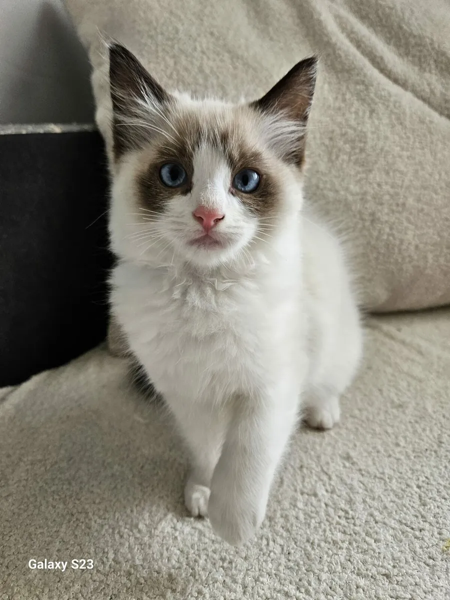 Ragdoll kitten - Image 2