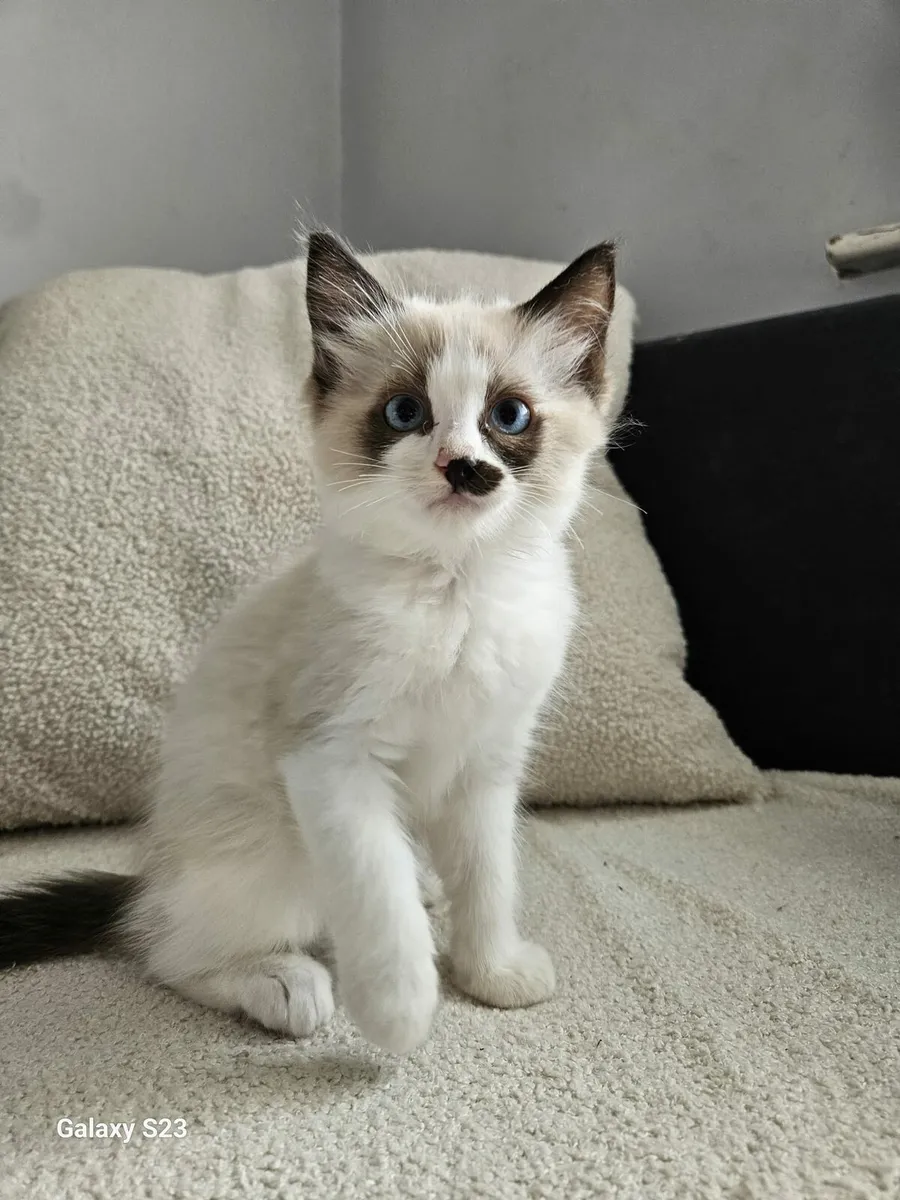 Ragdoll kitten - Image 3