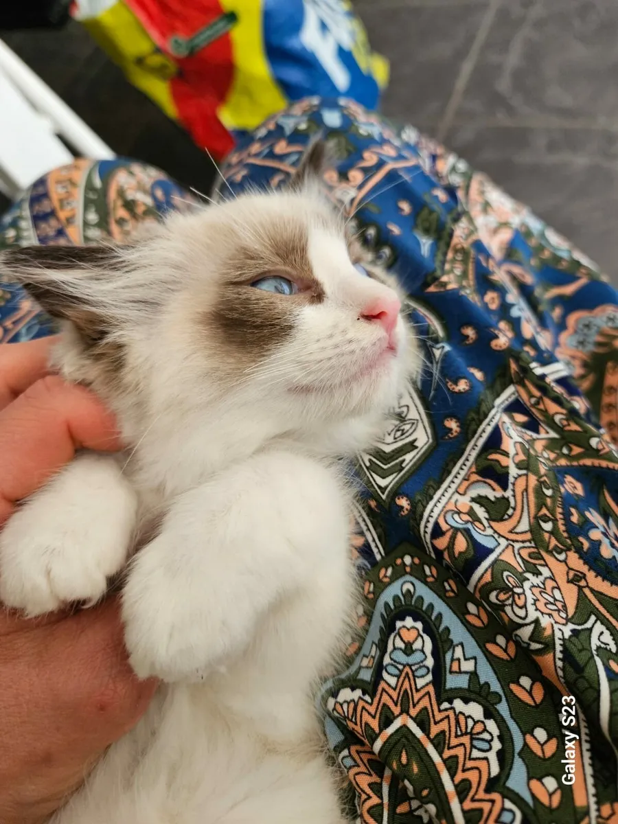 Ragdoll kitten - Image 4