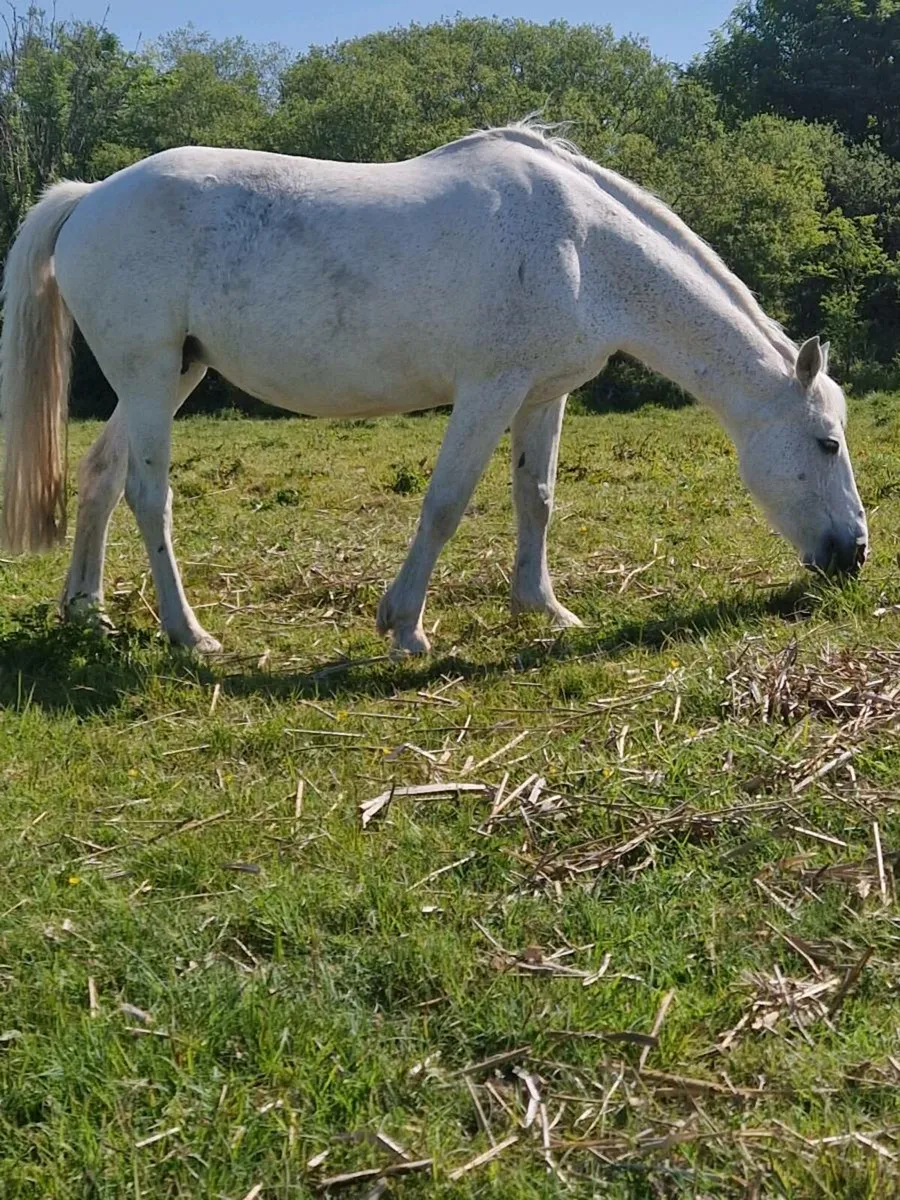 Connemara mare - Image 1