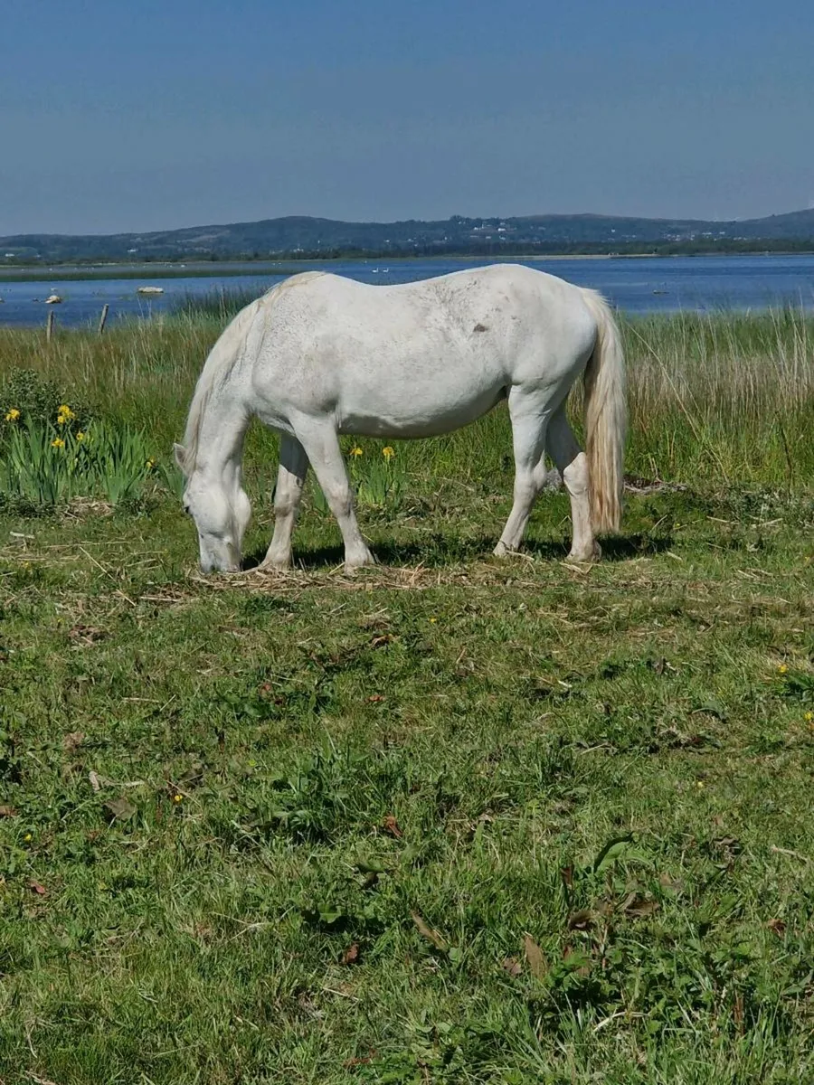 Connemara mare - Image 2