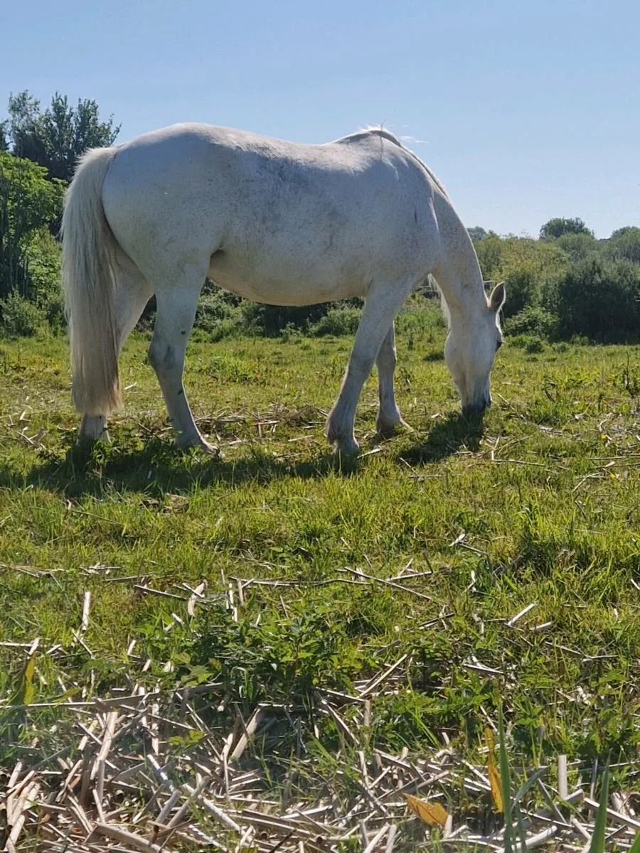Connemara mare - Image 3