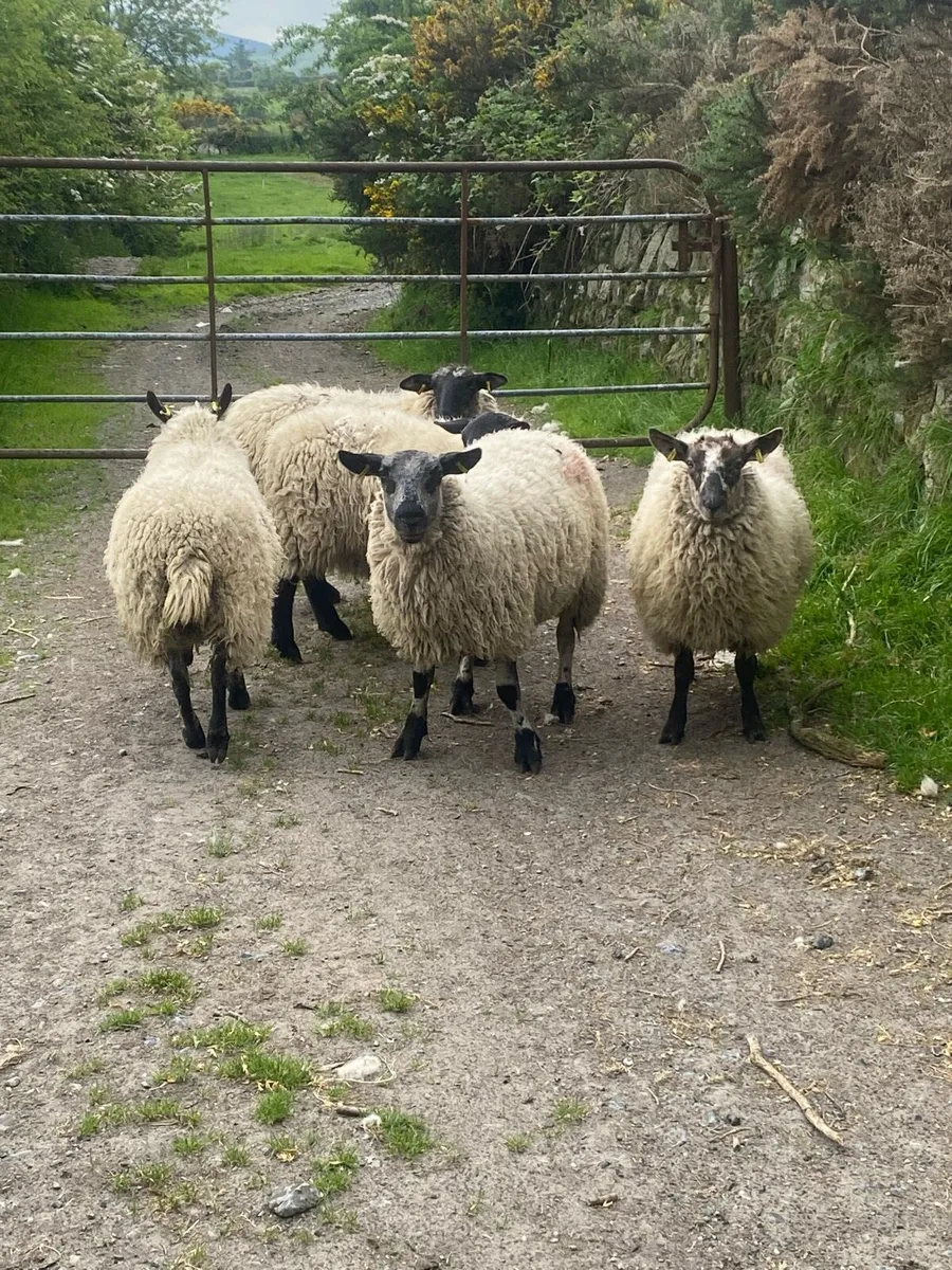 Suffolk X hoggets - Image 1