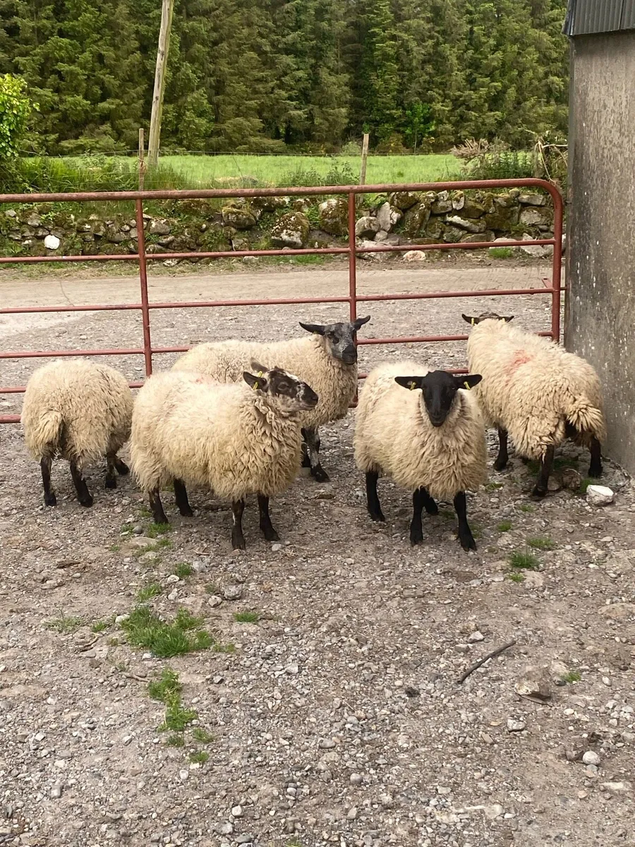 Suffolk X hoggets - Image 2