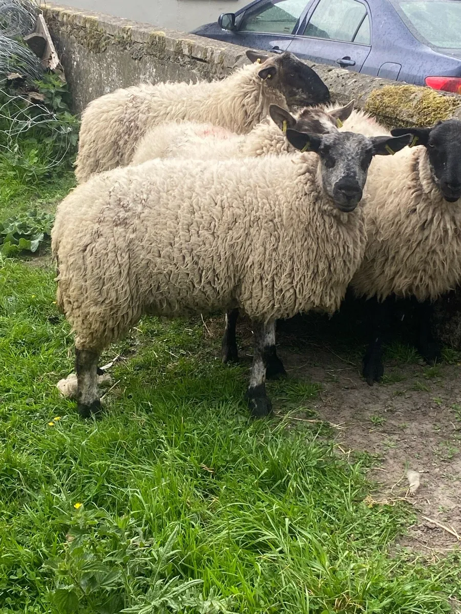 Suffolk X hoggets - Image 3