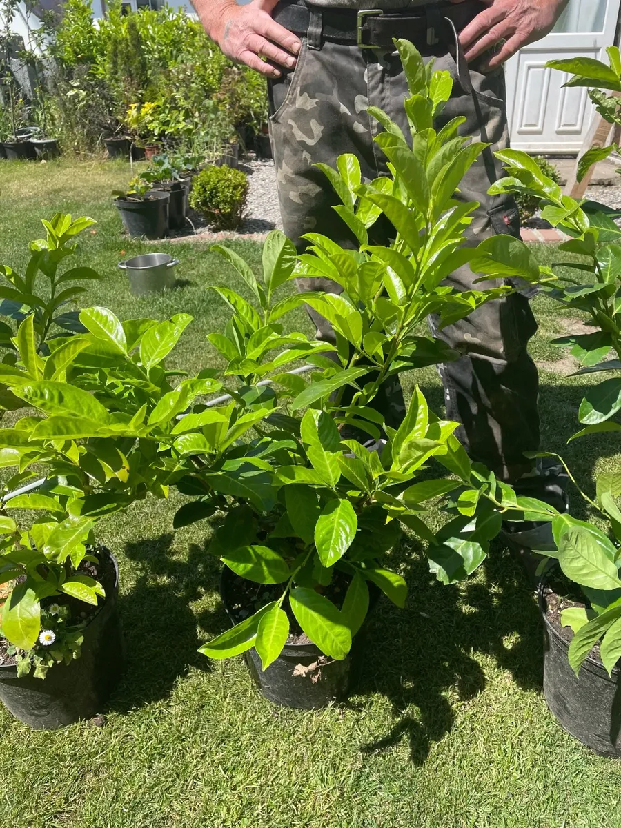 Potted Laurel Hedging**MAY OFFERS - Image 4