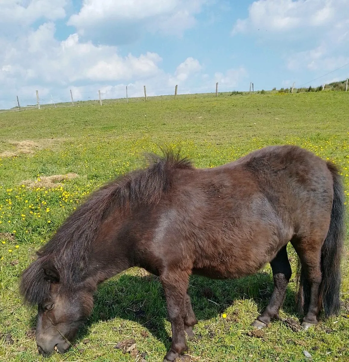 2 mini Shetland fillies - Image 1