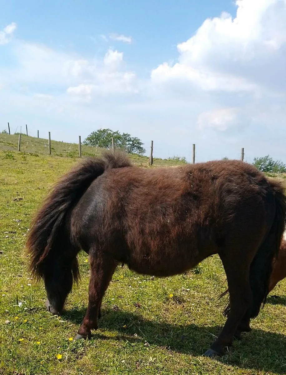 2 mini Shetland fillies - Image 2