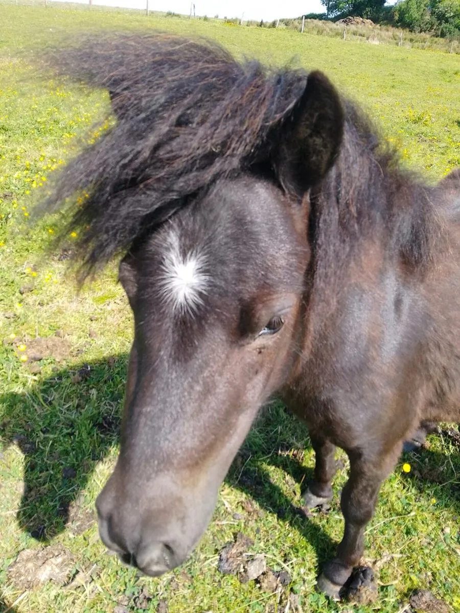 2 mini Shetland fillies - Image 3