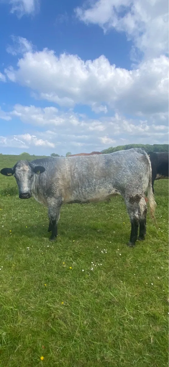 Heifers - Image 1