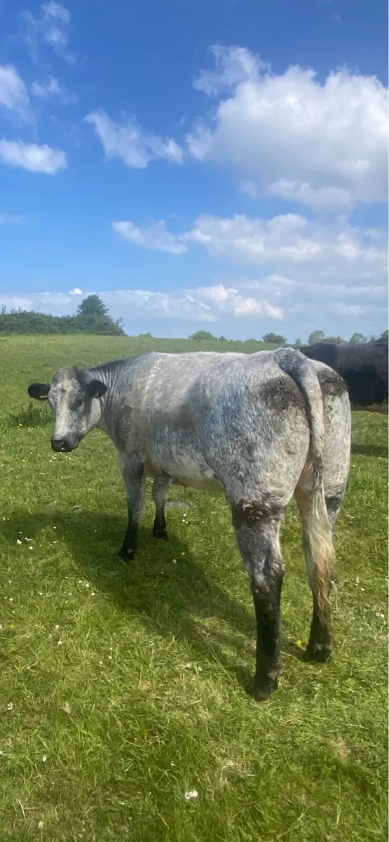 Heifers - Image 2