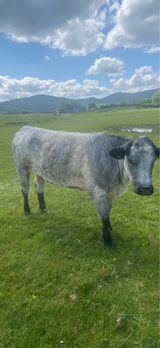Heifers - Image 3