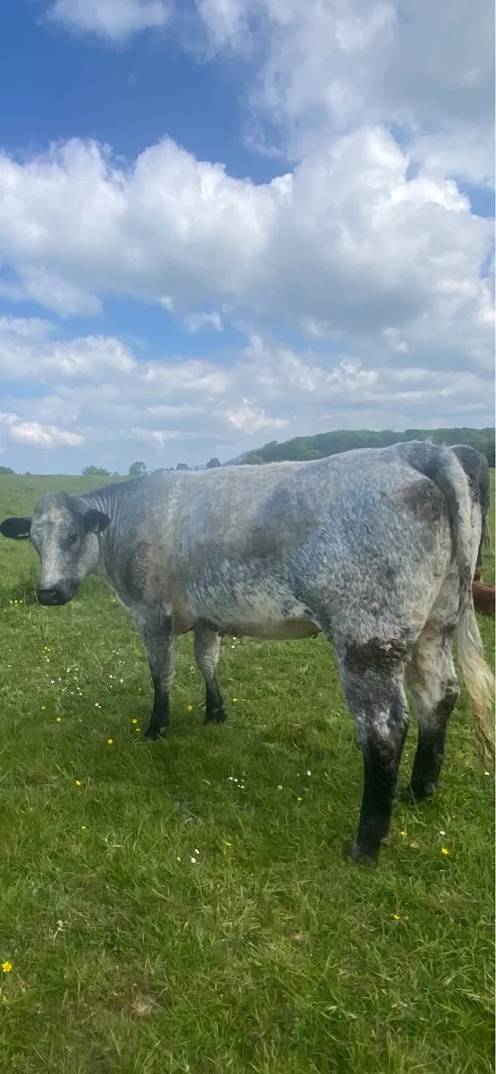 Heifers - Image 4