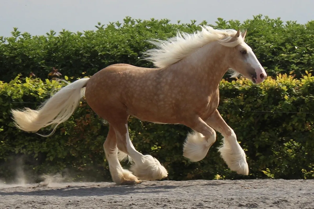 The Sandman at stud - Image 1