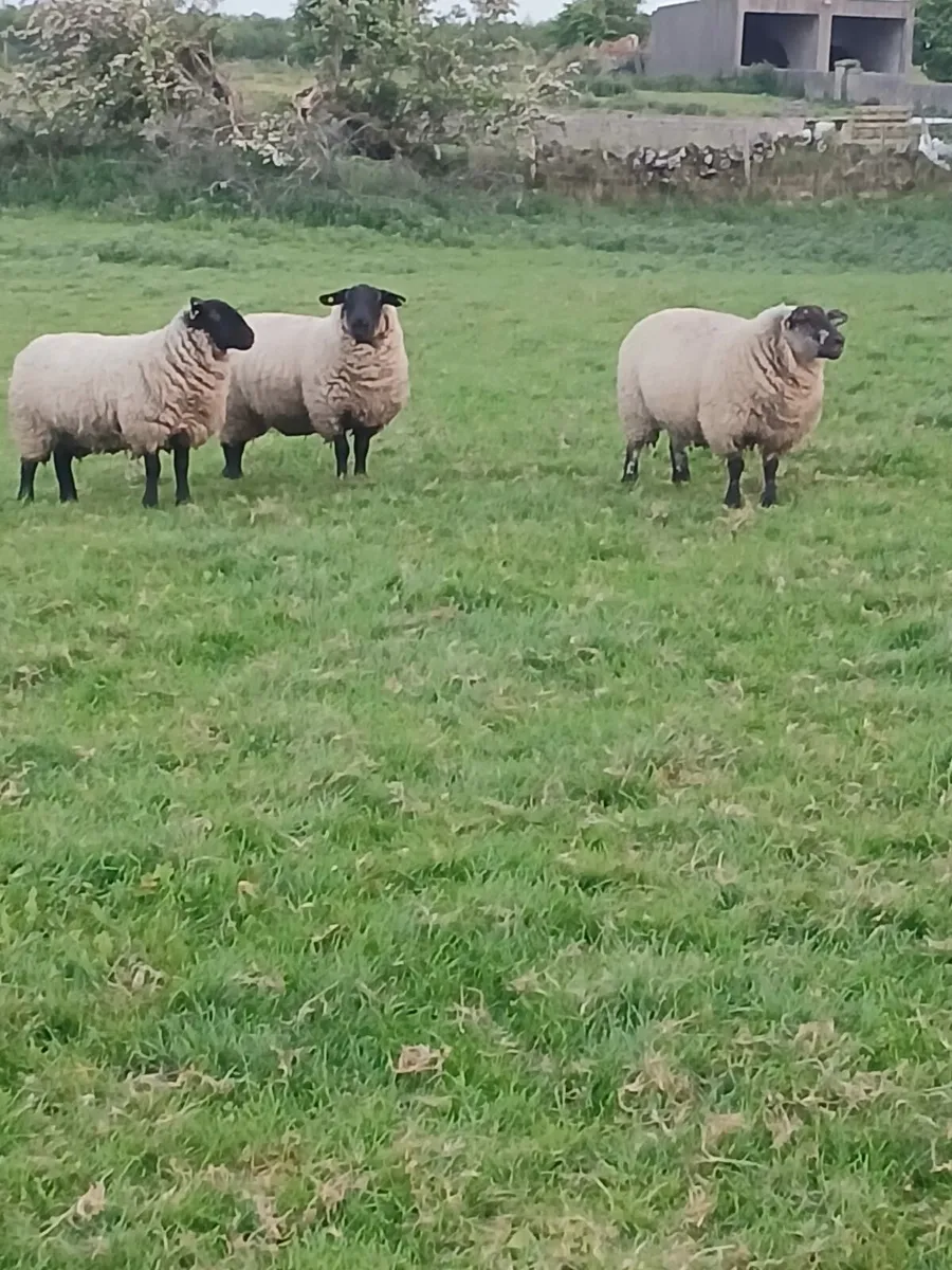 EWE HOGGETS REQUIRED - Image 3